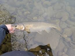 Image result for Mylopharodon conocephalus