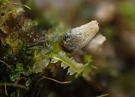 Attēlu rezultāti vaicājumam “Cephalozia connivens”