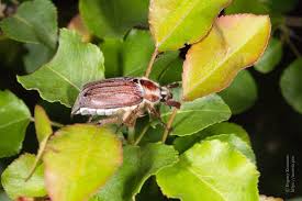 Attēlu rezultāti vaicājumam “Melolontha hippocastani imago”