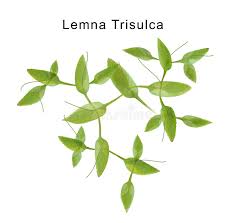 Attēlu rezultāti vaicājumam “Lemna trisulca”