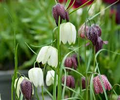 Attēlu rezultāti vaicājumam “Meleagris”