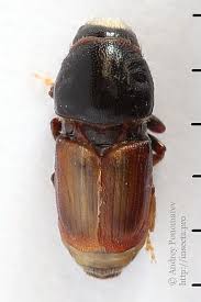 Attēlu rezultāti vaicājumam “Scolytus ratzeburgi”