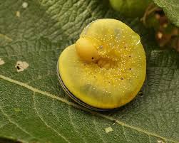 Attēlu rezultāti vaicājumam “Cimbex femoratus larva”