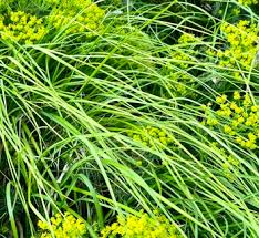 Attēlu rezultāti vaicājumam “Sesleria caerulea leaf”