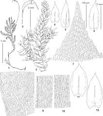 Attēlu rezultāti vaicājumam “Isothecium alopecuroides sporophyte”
