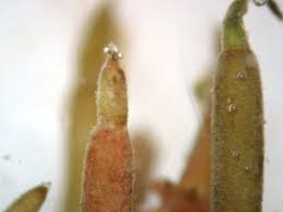 Attēlu rezultāti vaicājumam “Chara tomentosa”