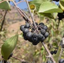 Attēlu rezultāti vaicājumam “Rhamnus cathartica fruit”