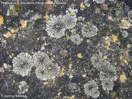 Attēlu rezultāti vaicājumam “Phaeophyscia orbicularis”