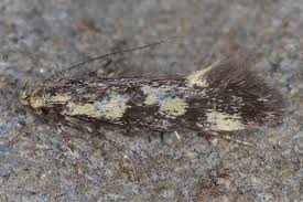 Attēlu rezultāti vaicājumam “Denisia similella”