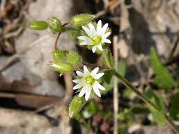 Attēlu rezultāti vaicājumam “Cerastium sylvaticum”