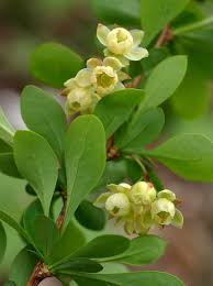 Attēlu rezultāti vaicājumam “Berberis thunbergii”