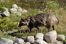Attēlu rezultāti vaicājumam “Nyctereutes procyonoides”