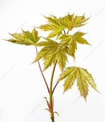 Attēlu rezultāti vaicājumam “Acer pseudoplatanus leaf”