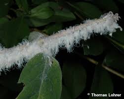 Attēlu rezultāti vaicājumam “Prociphilus xylostei”