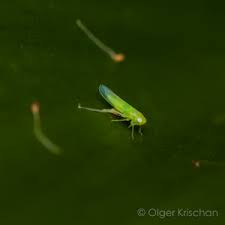 Attēlu rezultāti vaicājumam “Empoasca sp.”