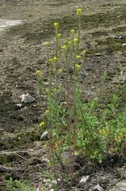 Attēlu rezultāti vaicājumam “Erysimum hieracifolium”