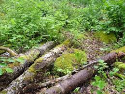 Attēlu rezultāti vaicājumam “Isothecium alopecuroides sporophyte”