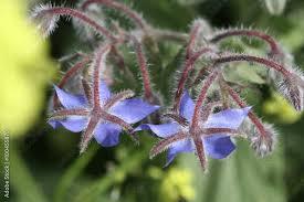 Image result for Borretsch