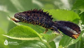 Attēlu rezultāti vaicājumam “Triturus cristatus”