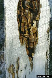 Attēlu rezultāti vaicājumam “Postia sericeomollis”