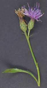 Attēlu rezultāti vaicājumam “Serratula tinctoria flower”