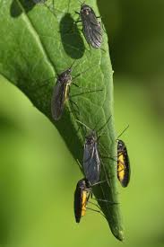 Attēlu rezultāti vaicājumam “Sciara analis”