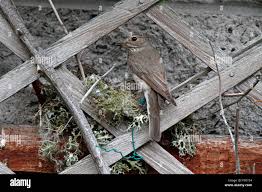Attēlu rezultāti vaicājumam “Muscicapa striata nest”