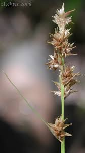 Attēlu rezultāti vaicājumam “Carex echinata”