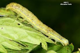 Attēlu rezultāti vaicājumam “Lacanobia oleracea”