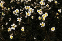 Attēlu rezultāti vaicājumam “Batrachium”