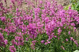 Image result for Pechnelke