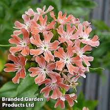 Image result for Lychnis chalcedonica `Dusky Salmon`