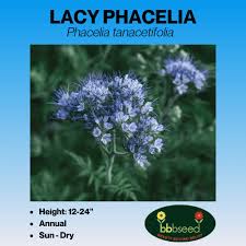 Image result for Phacelia