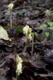 Attēlu rezultāti vaicājumam “Monotropa hypopitys bud”