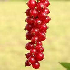 Bildergebnis für rote johannisbeeren