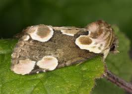 Attēlu rezultāti vaicājumam “Thyatira batis imago”