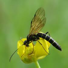 Attēlu rezultāti vaicājumam “Cephalozia bicuspidata sporophyte”