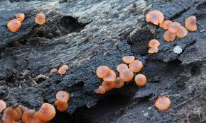 Attēlu rezultāti vaicājumam “Orbilia sp.”