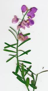 Attēlu rezultāti vaicājumam “Polygala comosa flower”