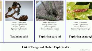 Attēlu rezultāti vaicājumam “Taphrina padi”