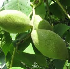 Attēlu rezultāti vaicājumam “Juglans cinerea fruit”