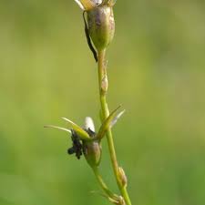 Attēlu rezultāti vaicājumam “Campanula persicifolia bud”