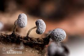 Attēlu rezultāti vaicājumam “Physarum leucophaeum macro”