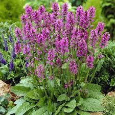 Attēlu rezultāti vaicājumam “Stachys officinalis”