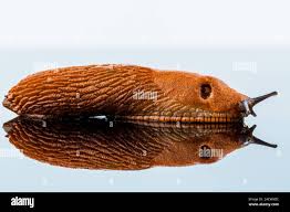 Attēlu rezultāti vaicājumam “Arion lusitanicus adult”