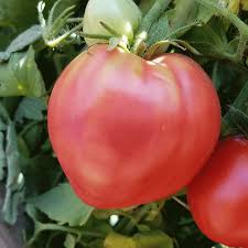 Afbeeldingsresultaat voor erdie family oxheart tomato