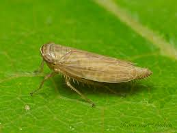 Attēlu rezultāti vaicājumam “Paramesus obtusifrons”