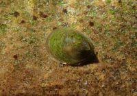 Attēlu rezultāti vaicājumam “Ancylus fluviatilis”