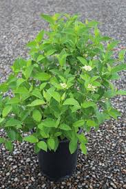 Attēlu rezultāti vaicājumam “Cornus alba”