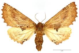 Attēlu rezultāti vaicājumam “Ptilodon capucina imago”